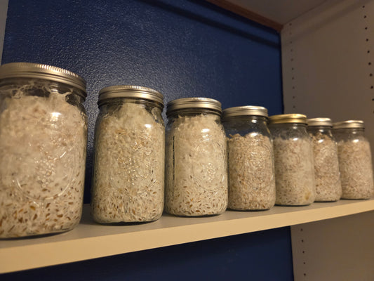 Colonized Grain Jar